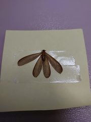 Odontotermes formosanus