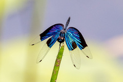 Rhyothemis resplendens