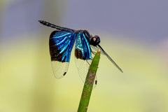 Rhyothemis resplendens