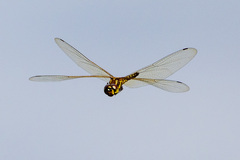 Hydrobasileus brevistylus