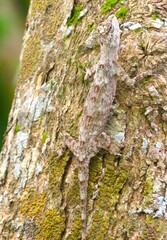 Draco spilopterus