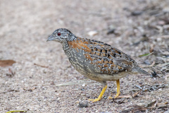 Turnix varius