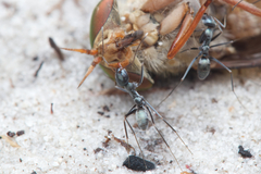 Iridomyrmex bicknelli