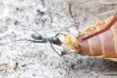 Iridomyrmex bicknelli