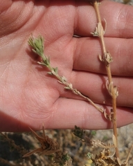 Balbisia peduncularis