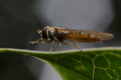 Ischiodon scutellaris