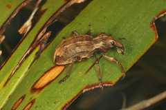 Anagotus oconnori