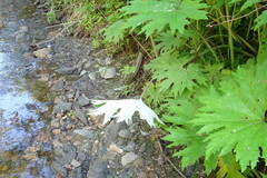 Petasites tatewakianus