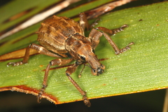 Anagotus oconnori