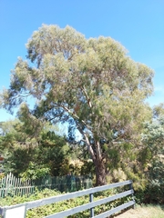 Eucalyptus pulchella
