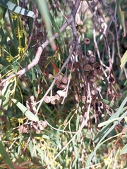 Eucalyptus pulchella