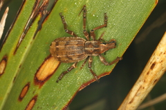 Anagotus oconnori