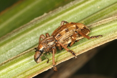 Anagotus oconnori