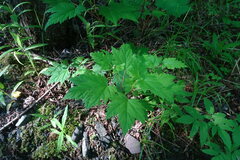 Acer ukurunduense
