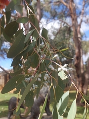 Eucalyptus morrisbyi