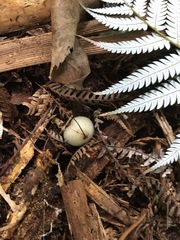 Psilocybe weraroa