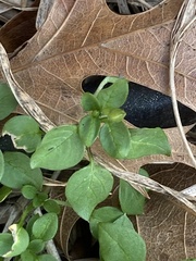 Calyptocarpus vialis