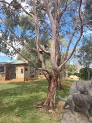 Eucalyptus morrisbyi