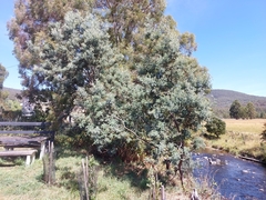 Acacia dealbata dealbata