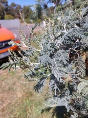 Acacia dealbata dealbata