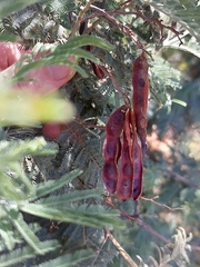 Acacia dealbata dealbata