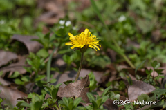 Taraxacum mongolicum
