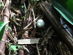 Psilocybe weraroa