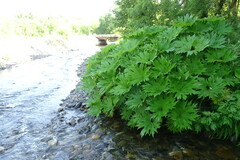 Petasites tatewakianus