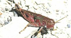 Brachaspis collinus
