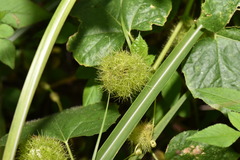 Passiflora vesicaria