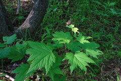 Acer ukurunduense