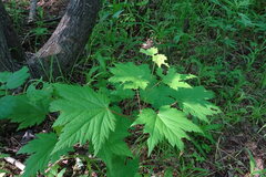 Acer ukurunduense