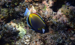 Acanthurus japonicus