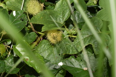 Yung-Lun Lin, CC BY, iNaturalist via GBIF Passiflora vesicaria, photograph Yung-Lun Lin, CC BY, iNaturalist via GBIF