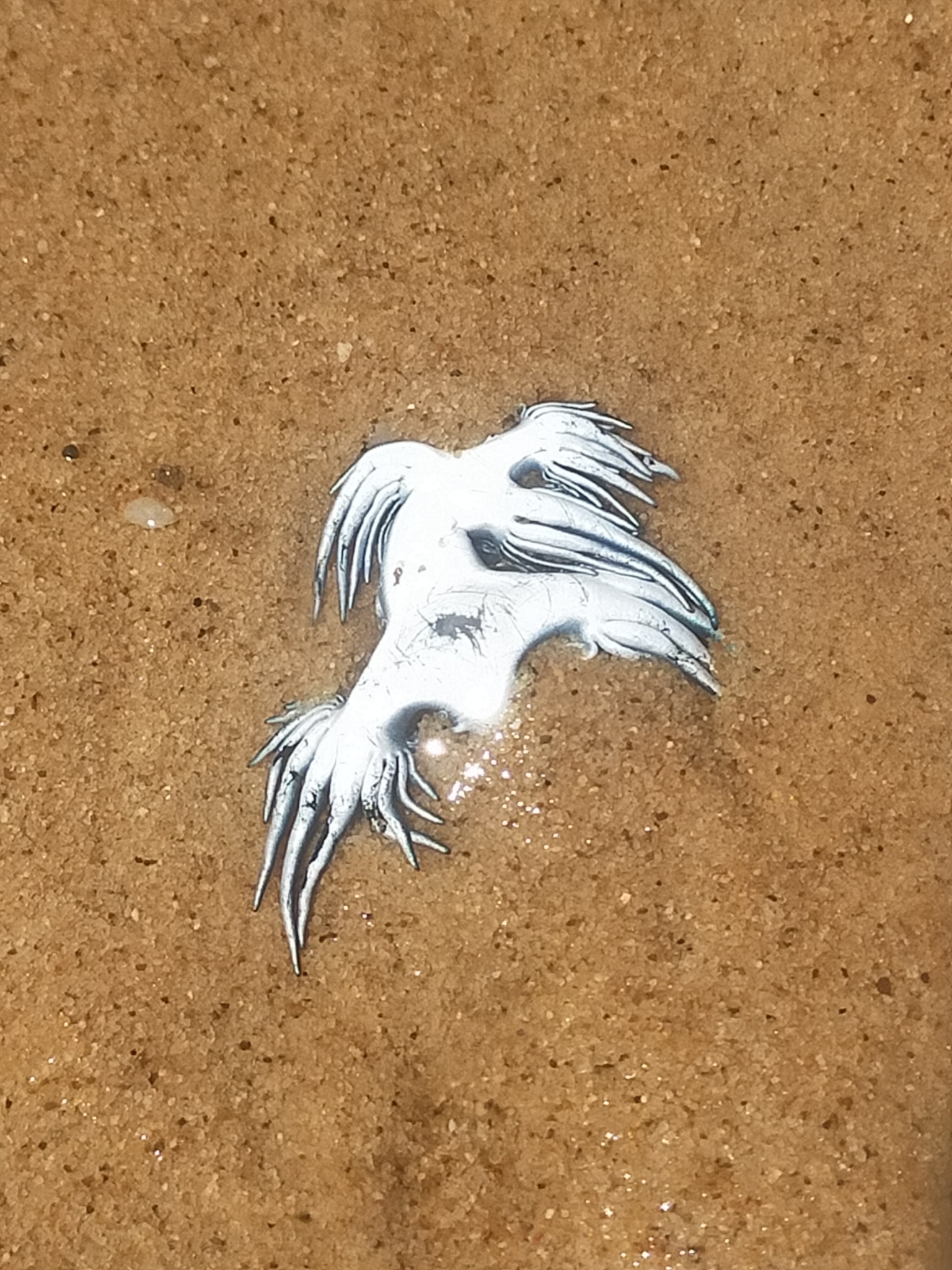 Glaucus atlanticus Forster, 1777