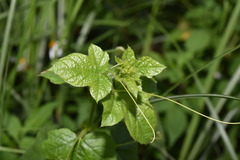 Yung-Lun Lin, CC BY, iNaturalist via GBIF Passiflora vesicaria, photograph Yung-Lun Lin, CC BY, iNaturalist via GBIF