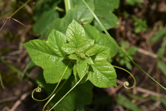 Yung-Lun Lin, CC BY, iNaturalist via GBIF Passiflora vesicaria, photograph Yung-Lun Lin, CC BY, iNaturalist via GBIF