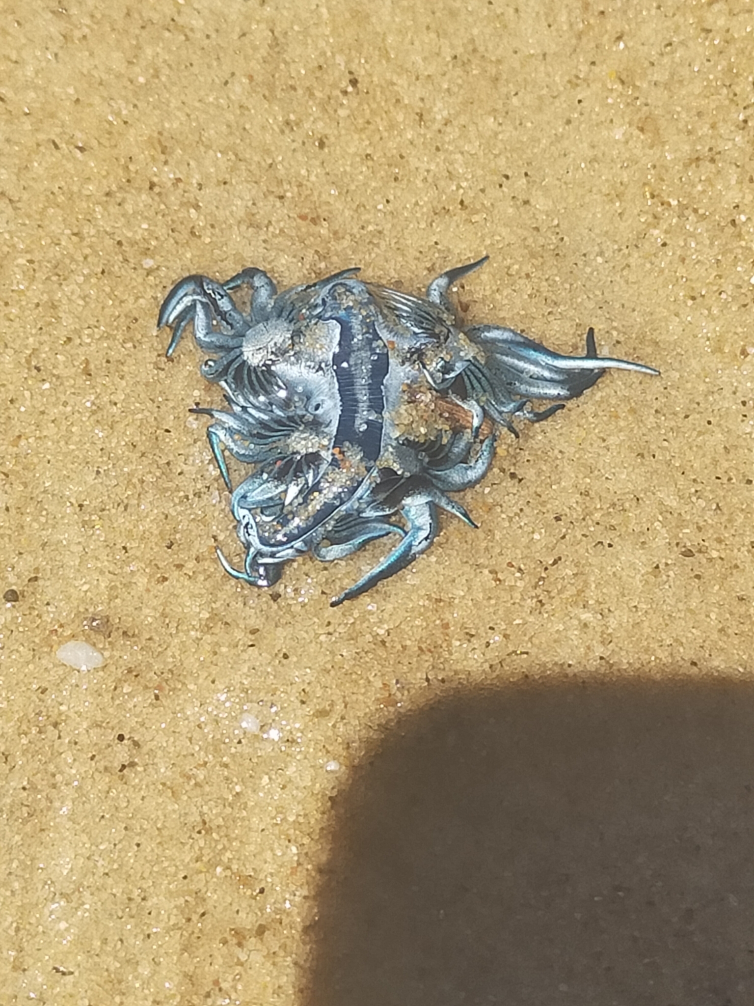 Glaucus atlanticus Forster, 1777
