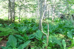 Lysichiton camtschatcensis