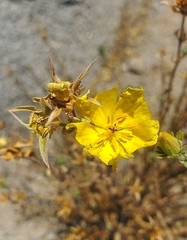 Balbisia peduncularis