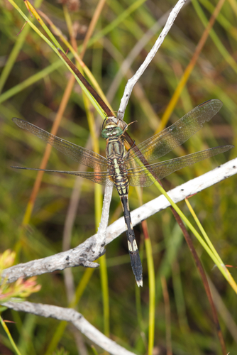Slender Skimmer, Tiaro, Queensland, Australia, photo 8 of 10