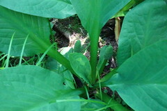 Lysichiton camtschatcensis