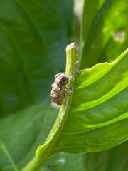 Pterolophia bigibbera