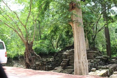Lagerstroemia calyculata
