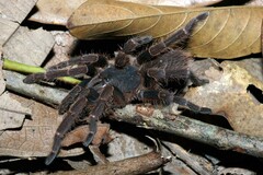 Psednocnemis jeremyhuffi