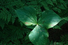 Trillium camschatcense