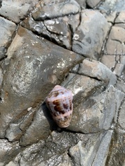 Conus coronatus