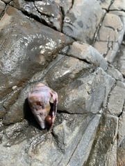 Conus coronatus