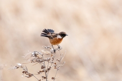 Saxicola rubicola
