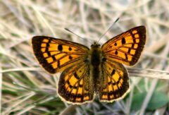 Lycaena 'canterbury common copper'